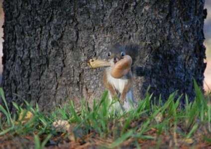 First place winning photo. Image is of a cute squirrel with a large mushroom in its mouth in the fall. The link takes you to the image page with another link to see the image at full size.