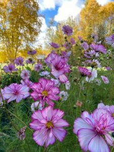 Fourth Place Entry. Image shows Cosmo flowers blooming in the fall. The link takes you to the image page with another link to see the image at full size.