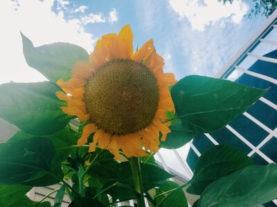 Image of a sunflower blooming with a bright ray of sunshine. The link takes you to the image page with another link to see the image at full size.