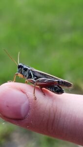 Grasshopper closeup, resting on a fingertip.