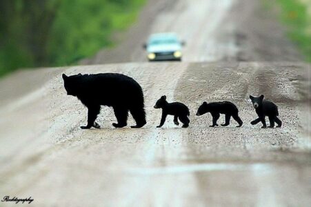 Mamma bear with three small cubs crossing the Alaska highway. The link takes you to the image page with another link to see the image at full size.