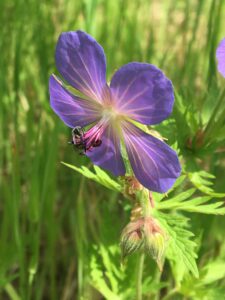 Bumblebee at work gathering nectar from a purple wildflower. Link takes you to image page